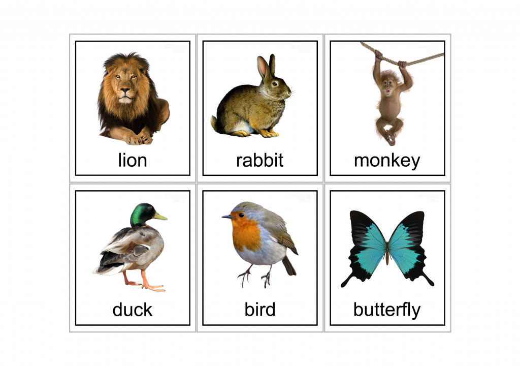 Animal Snap Cards Printable Best Free Printable