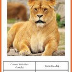 Animal Classification Cards » One Beautiful Home | Free Printable Animal Classification Cards