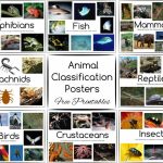 Animal Classification Posters And Games   Free Printables | Free Printable Animal Classification Cards