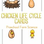 Farm Animals Science: Chicken Life Cycle Cards | Unit Ideas: Farm | Farm Animal Cards Printable
