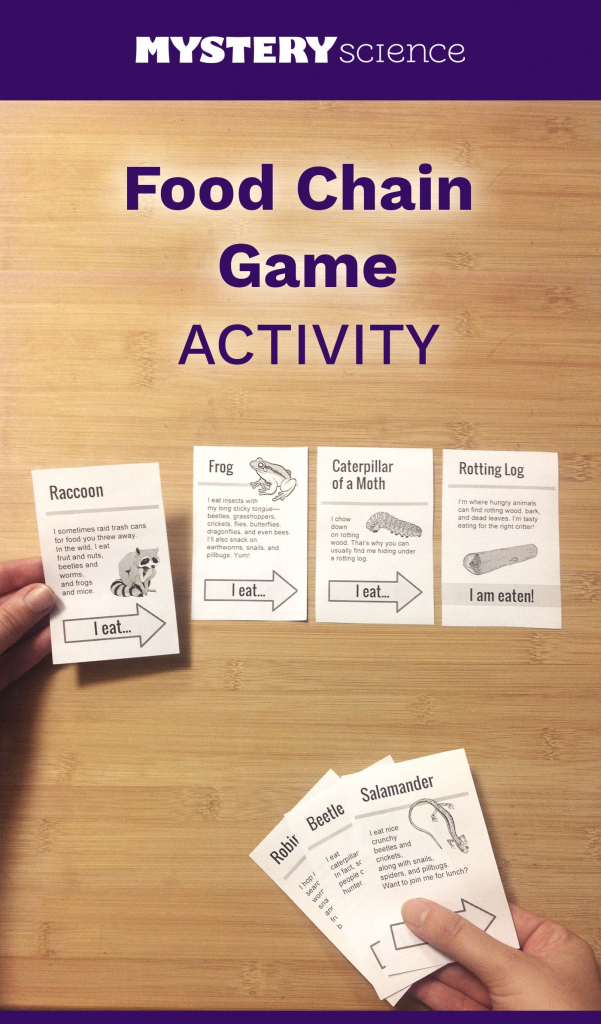 Food Chain Activity - Free Hands-On Science Activity For 4Th And 5Th | Printable Food Web Cards