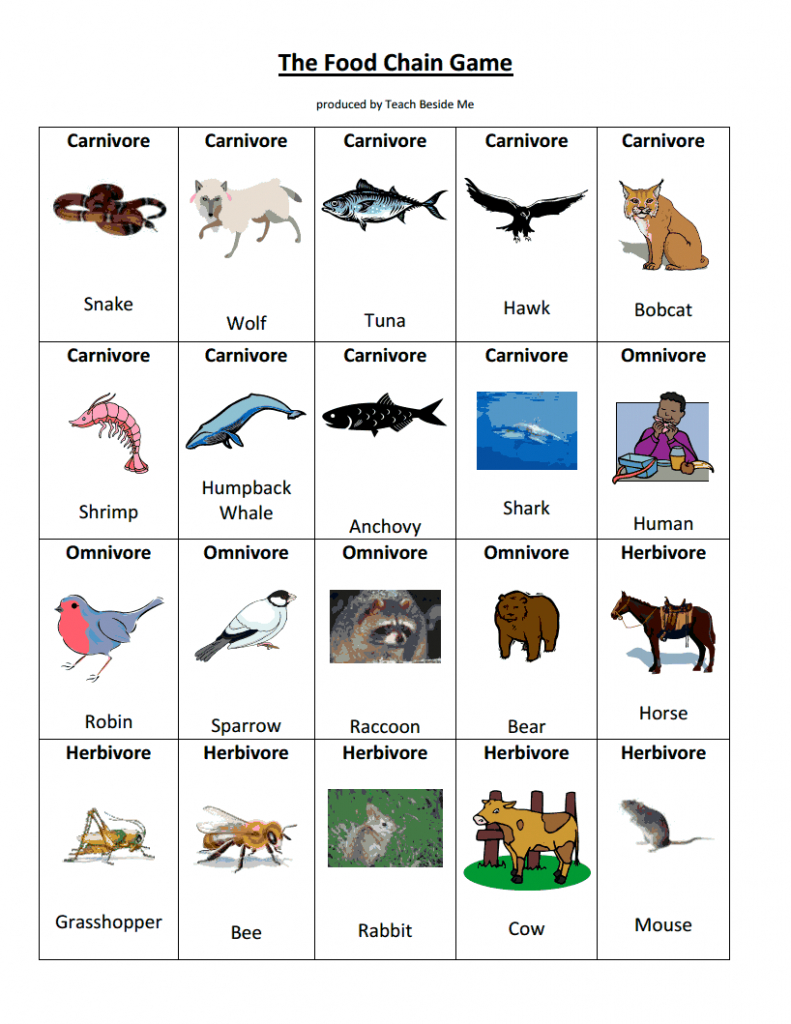 Printable Food Web Cards Best FREE Printable