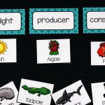 Food Chains   A Dab Of Glue Will Do | Printable Food Web Cards