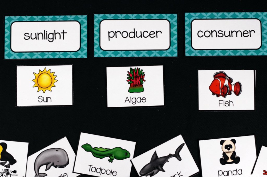 Food Chains - A Dab Of Glue Will Do | Printable Food Web Cards