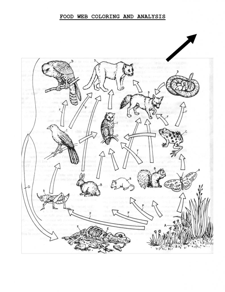 Food Web Coloring Sheet Scope Of Work Template Teach Science