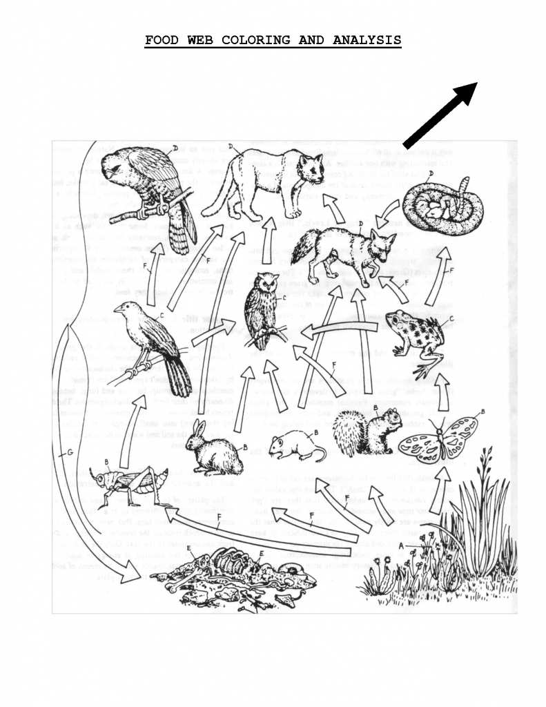 Food Web Coloring Sheet | Scope Of Work Template | Teach | Science | Printable Food Web Cards