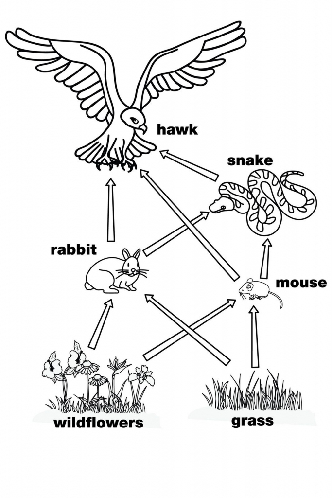 Food Web. This Is A Perfect Diagram For The Food Web Wearables At | Printable Food Web Cards