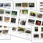 Free Montessori 3 Part Cards Archives   Homeschool Den | Free Printable Animal Classification Cards