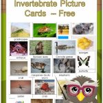 Invertebrates And Vertebrates Card Sort Free Pdf | Science | Free Printable Animal Classification Cards