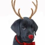 Pinlori Hatton On Puppers | Christmas Dog, Christmas Puppy, Free | Christmas Cards For Dogs Printable