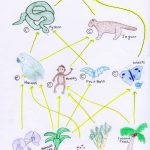 Tropical Rainforest Food Web | A Z ~ Art Of Teaching | Rainforest | Printable Food Web Cards